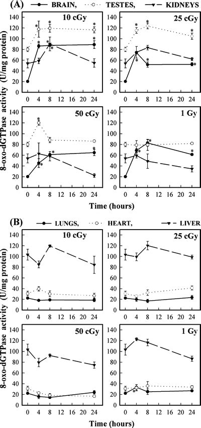 Up Regulation Of 8 Oxo DGTPase Activity Of MTH1 Protein In The Brain