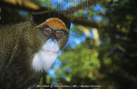 De Brazza's Monkey stock photo - Minden Pictures