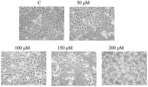 The Morphological Changes In Hela Cells After Jot01006 Treatment The