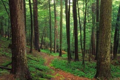 gambar gratis alam kayu pohon daun lanskap hutan tanah sungai