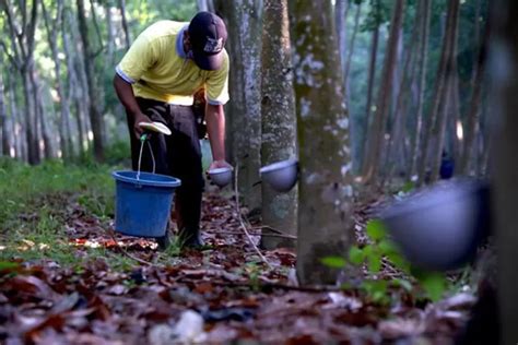 5 Daerah Penghasil Karet Tersohor Di Sumatera Barat Bukan Dharmasraya