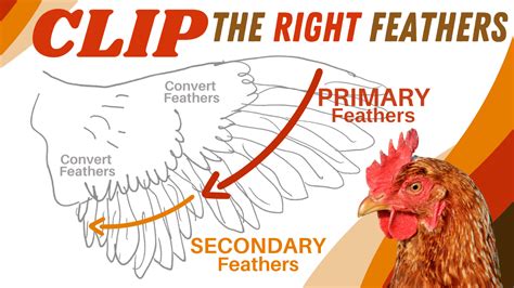 Chicken Wings To Clip Or Not To Clip A Guide To Clipping Chickens