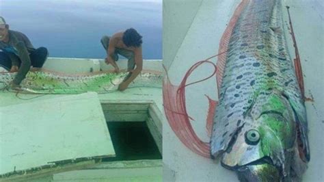 Penampakan Ikan Oarfish Bikin Heboh Dipercaya Pertanda Gempa Dan