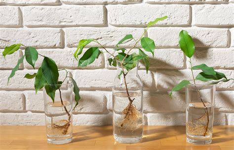 How To Set Up A Houseplant Propagation Station