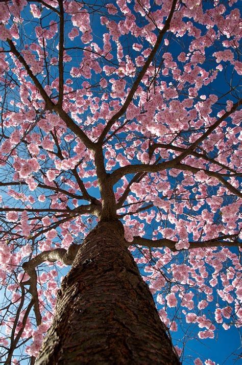 Cherry blossom sky | Fotografia de paisagem, Lindas paisagens, Belas ...