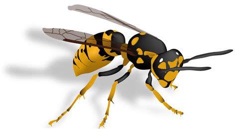 Hornet Insect Png Transparent Png Mart