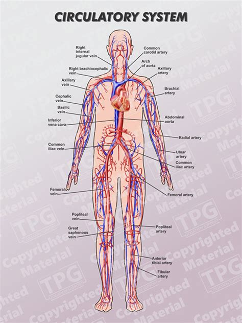 Circulatory System Order