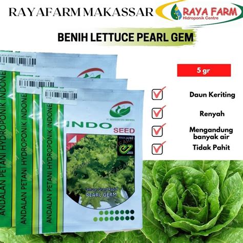 Jual Benih Lettuce Pearl Germ Gr Indo Seed Shopee Indonesia