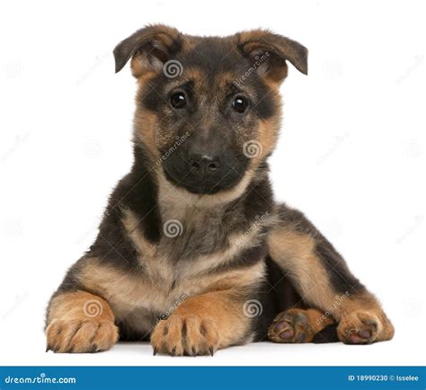 German Shepherd Puppy 3 Months Old Lying Stock Photo Image 18990230