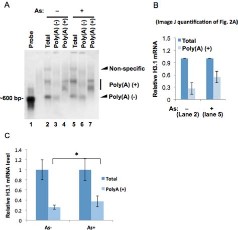 Figure 2 From Arsenic Induces Polyadenylation Of Canonical Histone MRNA