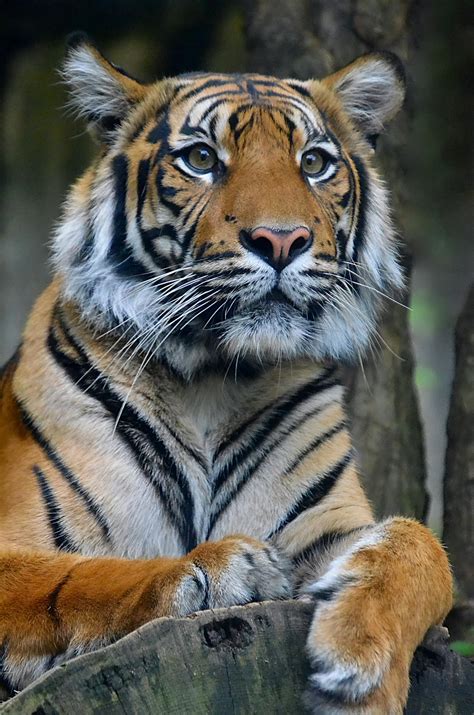 Photograph of a Tiger with White Whiskers · Free Stock Photo