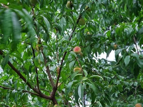 How Fast Do Peach Trees Grow Plus Tips For Optimal Growth The