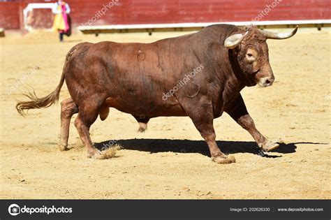 Spanish Bull Spain — Stock Photo © albertoclemares.hotmail.com #202626330