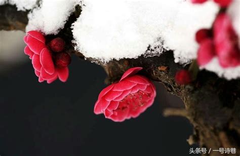 詩巷上聯：茶煮梅花枝上雪，有請下聯！ 每日頭條