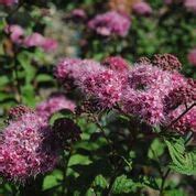 SPIREA SUPERSTAR Morden Nurseries Garden Centre