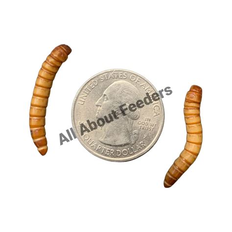 Giant Mealworm Beetle