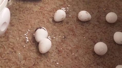 Bobwhite Quail Hatching Youtube