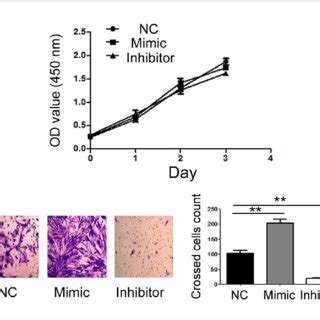 The Influence Of Mir On Proliferation And Migration Of Cfs A Cell