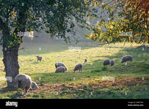 sheep   meadow stock photo alamy