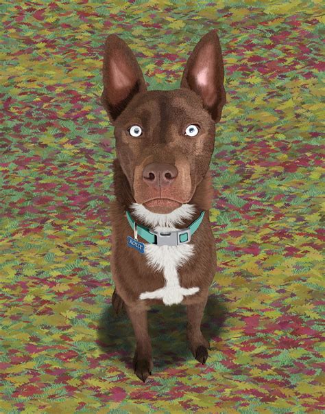 Husky Brown Lab Mix