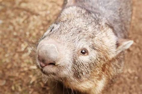 Wombat Facts For Kids Perfect For School Homework And Projects