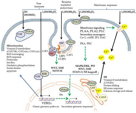 Nutrients Free Full Text Nongenomic Activities Of Vitamin D