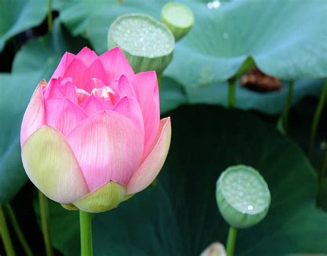 Somerset House - Images. PURPLE LOTUS II