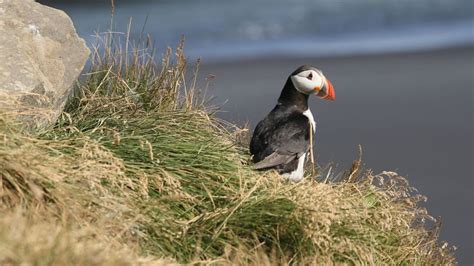 Puffins Using Sticks to Scratch - Fascinating Discovery