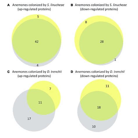 Venn Diagrams Showing Overlap Of Differentially Expressed Proteins Download Scientific