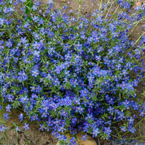 Anagallis Blue Pimpernel Anagallis Monellii Mygardenlife