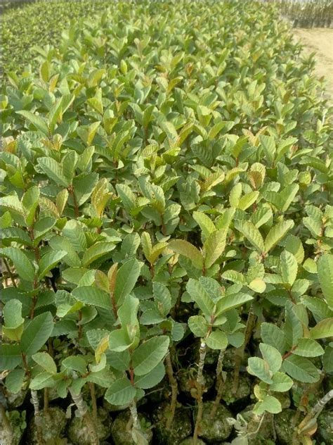 Full Sun Exposure Green Thai 7 Guava Plant For Fruits At Rs 25 Piece