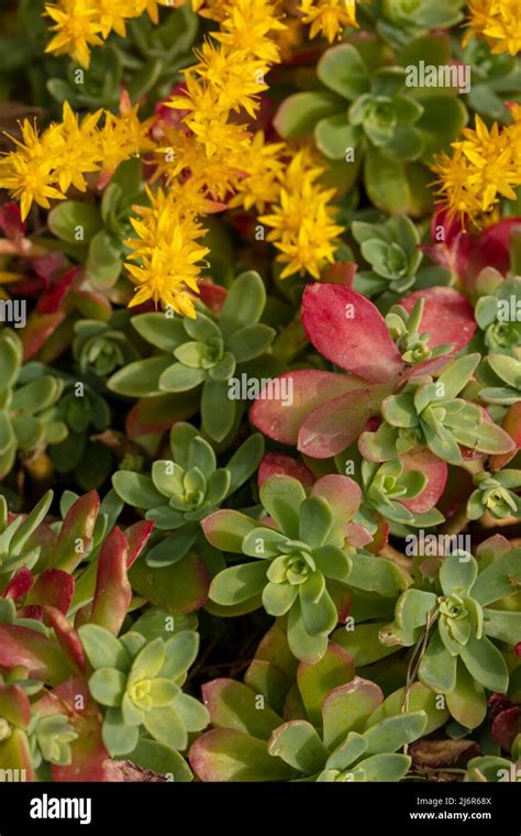 Prolific And Colourful Sedum Palmeri Subsp Palmeri Tetraploid Yellow