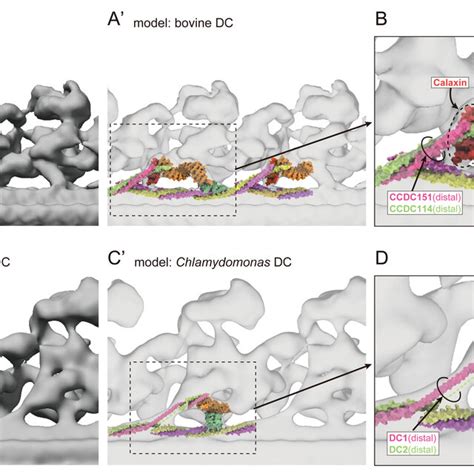 Figure Supplement Comparison Of Oad Dc Structures In Vertebrates And