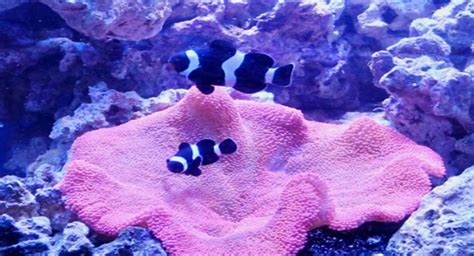 Haddoni Carpet Anemone - Reef Aquarium