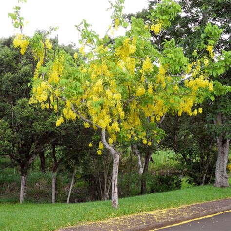 Home & Garden 10 Seeds Golden Shower Tree Cassia fistula Plants, Seeds ...