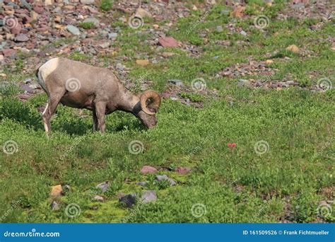 Bighorn Sheep Glacier National Park Montana USA Stock Photo - Image of ...