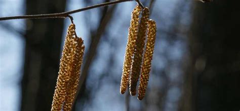 Comment Se Soigner Avec Les Arbres Promesse De Fleurs