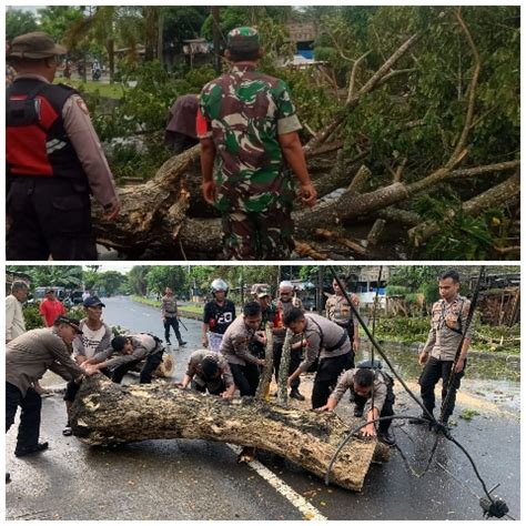 TNI Polri Berjibaku Evakuasi Pohon Tumbang Ntbupdate