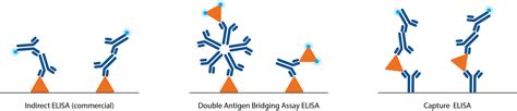 Antigen Sandwich Elisa