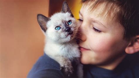 Best cats for kids: 10 child-friendly felines | PetsRadar