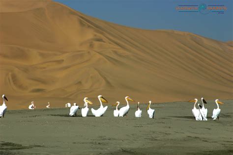 Sandwich Harbour 4x4 - Tours in Walvis Bay