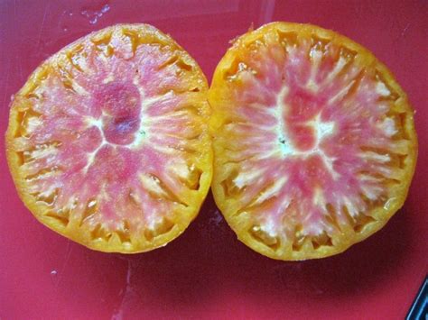 Tomato 'Pineapple' Seeds | Garden Hoard – Hand Harvested Heirloom Seeds ...