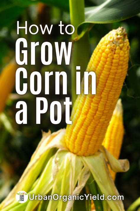 Steps On Growing Corn In Containers Artofit