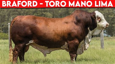 Toro Raza BRAFORD Mano Lima Los Mejores TOROS Braford Brahman X