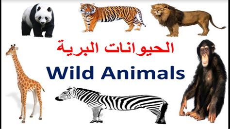 الحيوانات البرية باللغة الانجليزية Wild Animals In English Youtube