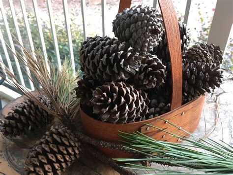 5 Georgia Loblolly Pine Cones 29 Qty