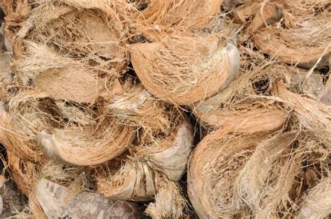 What Is Coconut Coir Plant Instructions