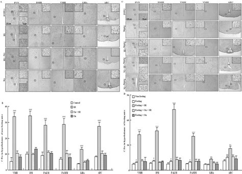 C Fos Expression In Hypothalamus Of Fed And Fasted Mice Typical