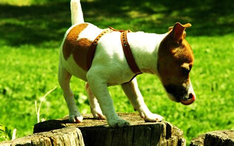 Jack Russell Dog Names (#3249037) - HD Wallpaper & Backgrounds Download