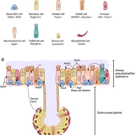 Basal Stem Cells BSCs Take Centre Stage In Airway Regeneration A